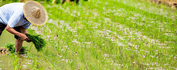 农业中的饲料概念与畜牧渔业发展