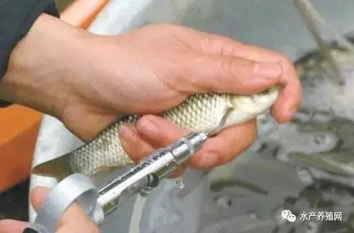 春季畜牧渔业病害高发，科学投喂饲料筑牢养殖防线