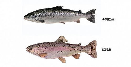 三文鱼盛宴背后的真相 一次关于饲料的觉醒