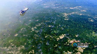 海口湾出现大面积海藻，检测机构已取样进行检测