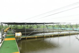 水乡兴起跑道养鱼 传统渔业的现代化升级与饲料革新